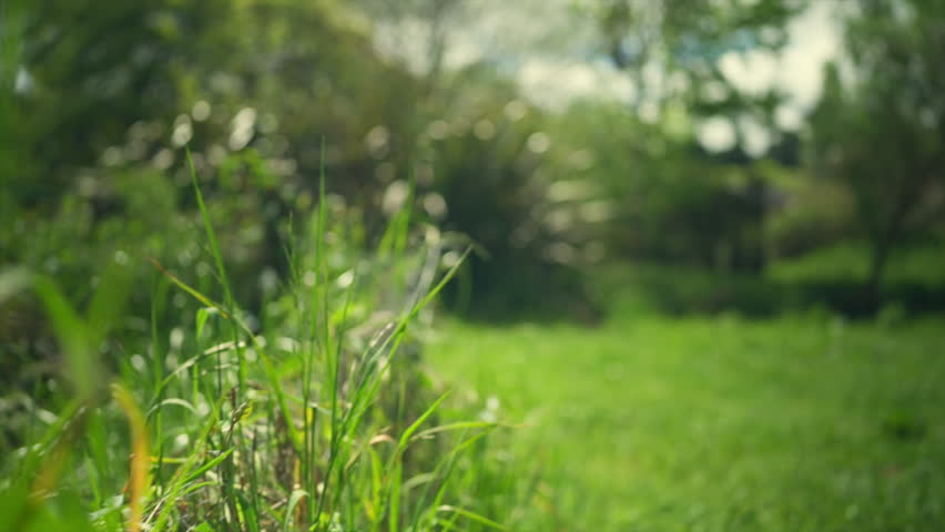 Slow Motion Gimbal Shot Moving Backwards next to an Overgrown Wired Fence in a Garden on a Sunny Day