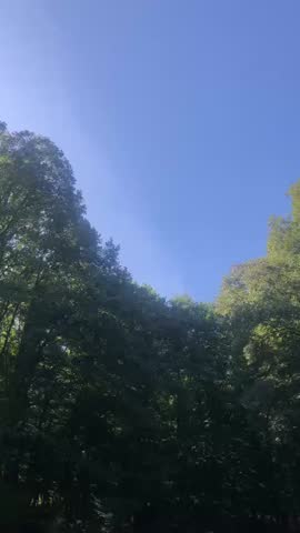 A breathtaking view of a dense forest with tall trees swaying gently in the wind.