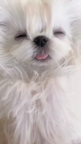 Cute White Dog Sleeping with Tongue Out.