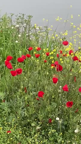 A stunning coastal scene where vibrant spring flowers and red poppies bloom along the shore