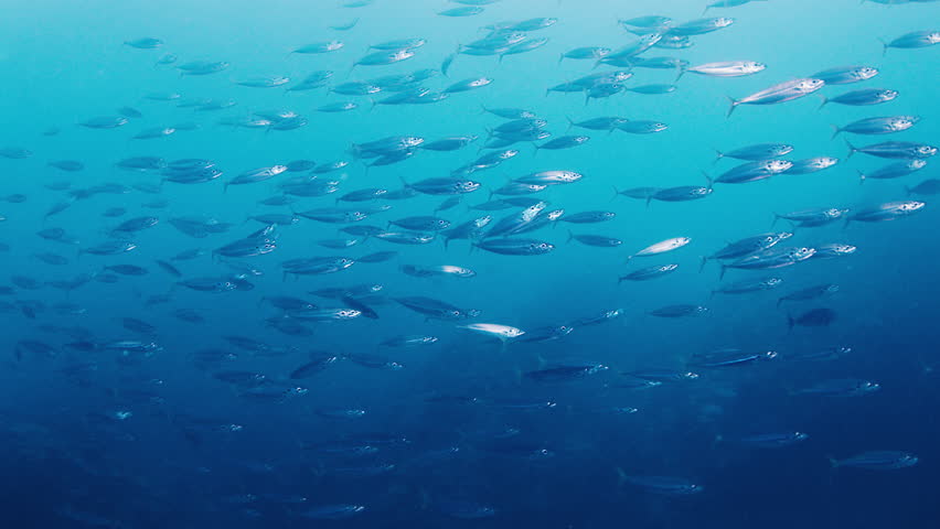 School of bait fish swim in the sea