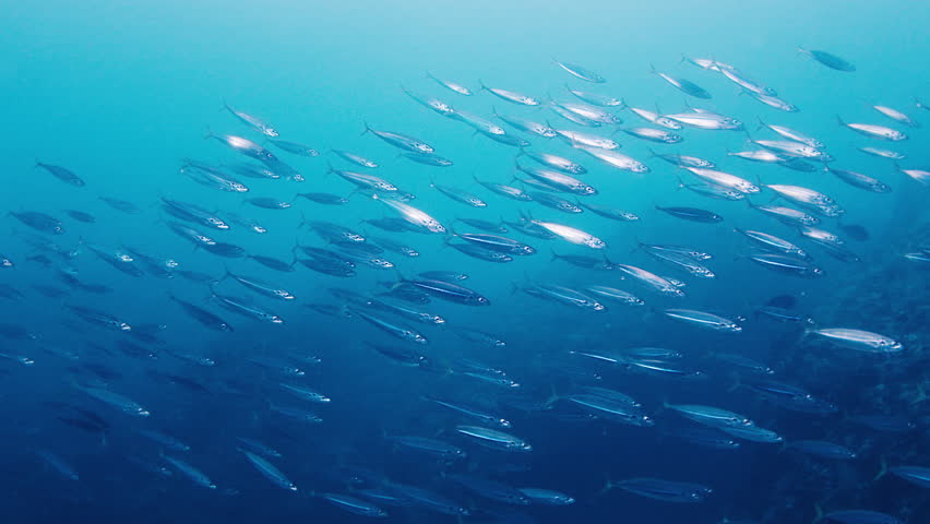 School of bait fish swim in the sea
