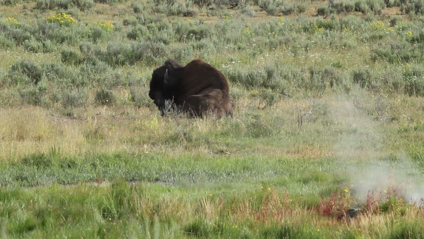 Buffalo bull sits chewing the cud with steam from a hot spring rising near him