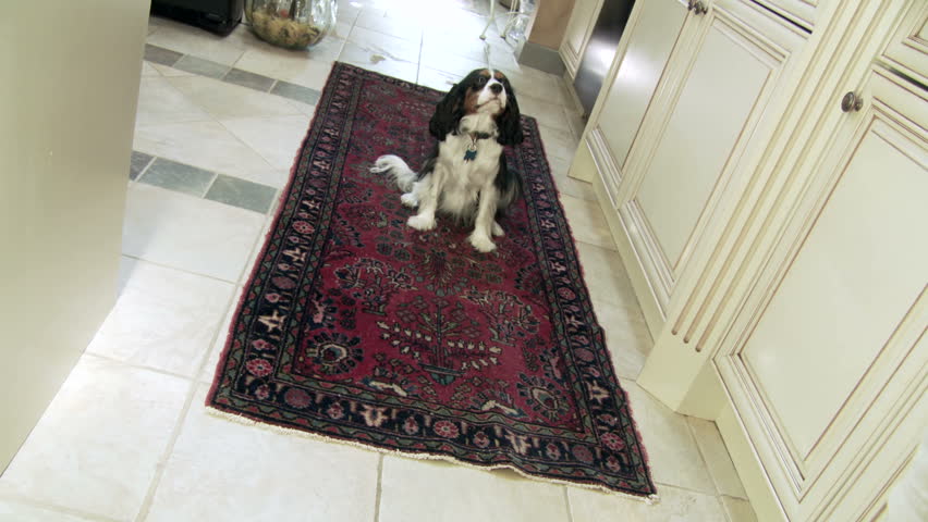 Front view of sitting dog on a rug in a family home, looks up, then lays down on