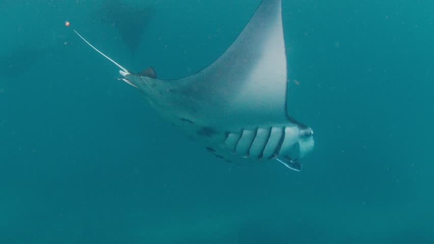 The giant oceanic manta ray, giant manta ray or oceanic manta ray, Mobula birostris swims in the ocean