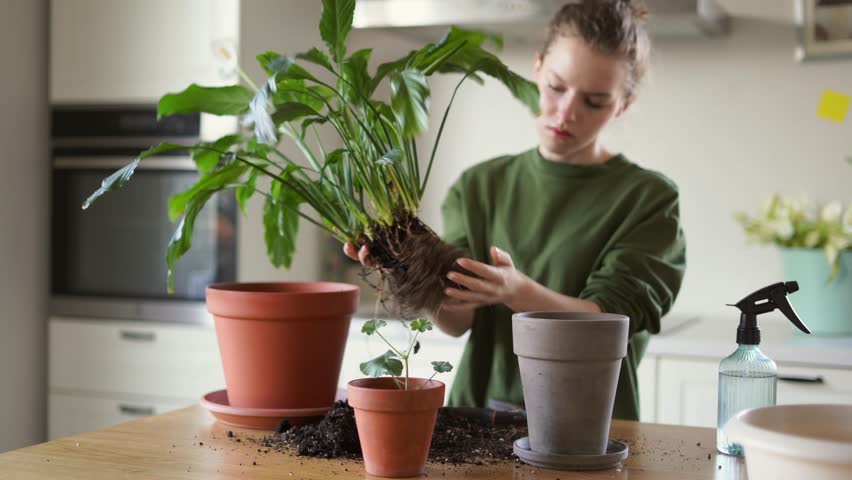 A young girl transplants a diseased spathiphyllum. A girl takes a plant out of a pot, examines the roots, the leaves of the plant have signs of disease. High quality 4k footage