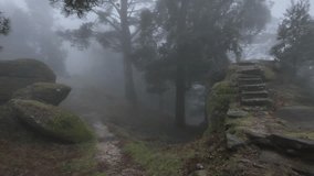 Misty woodland enveloping moss covered stone stairs, dense fog creating enchanting atmosphere through mysterious forest path, revealing serene natural landscape with ethereal tranquility - Powered by Shutterstock - Get 15% off with code: PIKWIZARD15