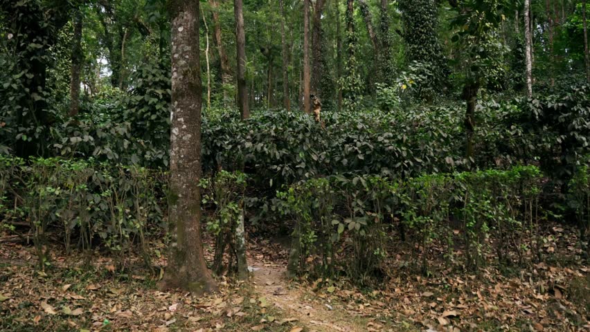 landscape of coffee plantation in chikkamagaluru