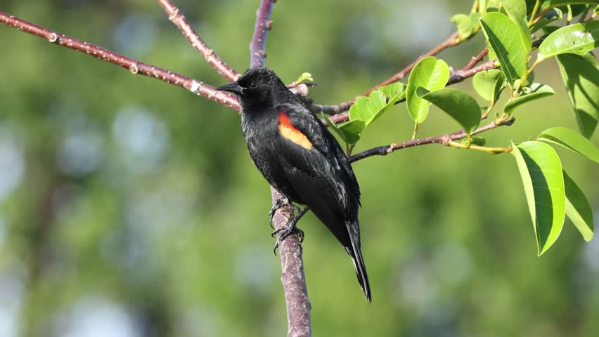 Red Winged Black Bird Calling Out