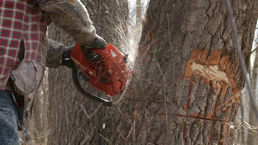 Detail of a chainsaw cutting through a tree trunk with sawdust flying. Slow