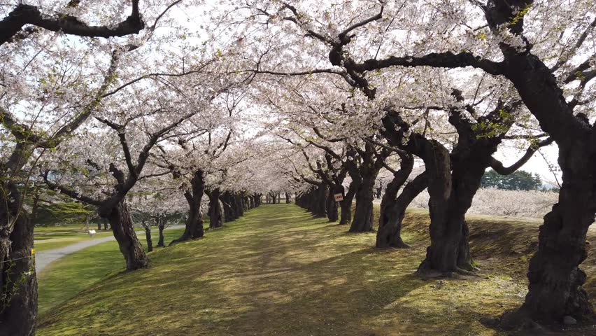 A leisure walk on the green grassy country lane under a romantic archway of cherry blossom trees (Sakura Namiki) on a beautiful spring morning, in Goryōkaku 五稜郭 Park, Hakodate, Hokkaido, Japan