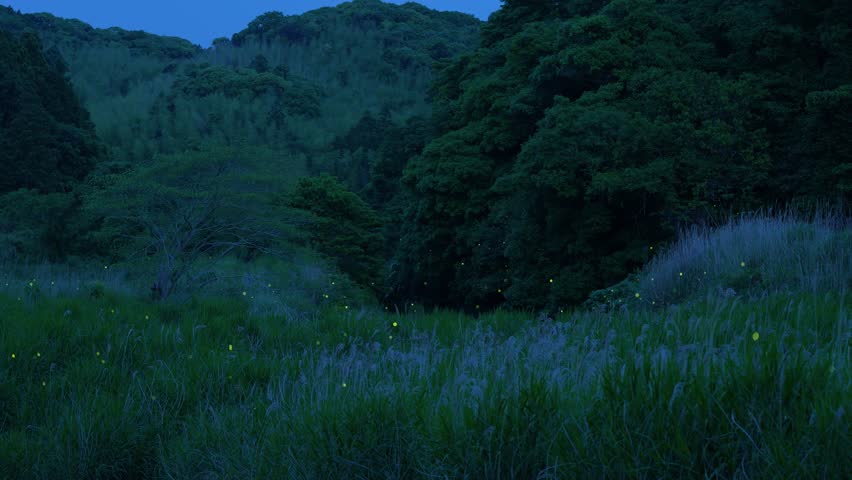 High-sensitivity video recording of many fireflies dancing wildly.