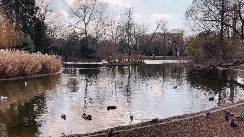 Tranquil pond with ducks and reflections in a Vienna park during late autumn
