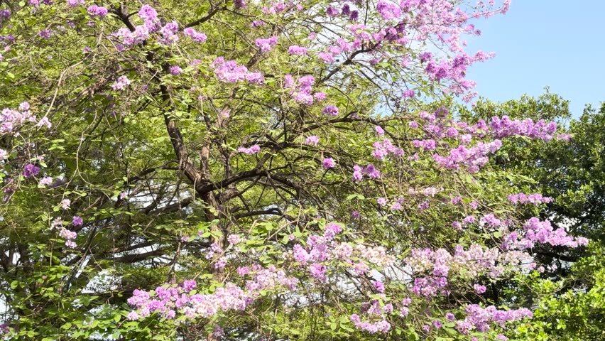 Thai bungor or Lagerstroemia loudonii Teijsm or Lagerstroemia floribunda flowers in the garden 4k Video