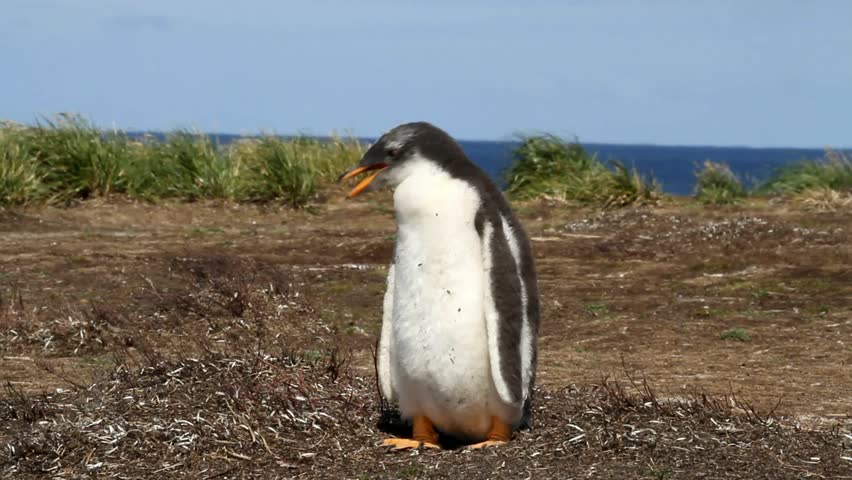 Young Gentoo penguin is crying