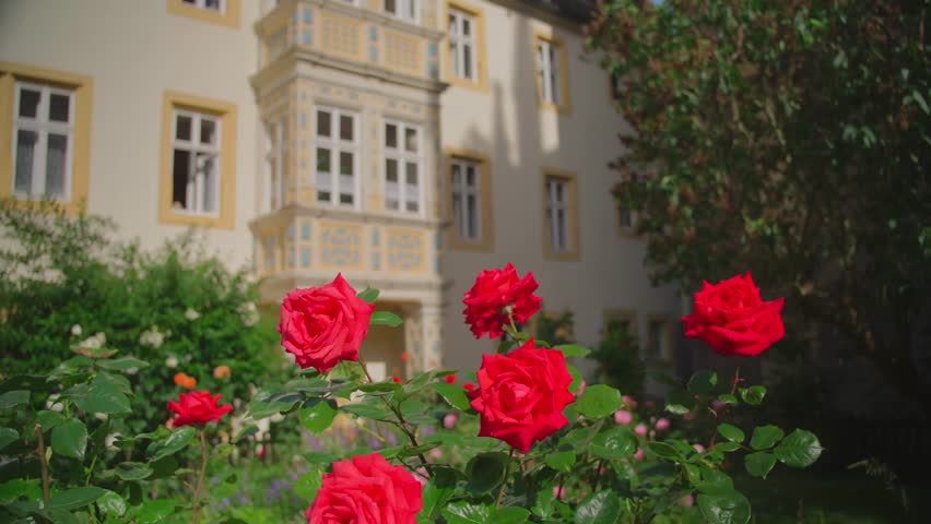 Beautiful red roses blooming in a garden with a historic building in the background in Rothenburg ob der Tauber, Germany
