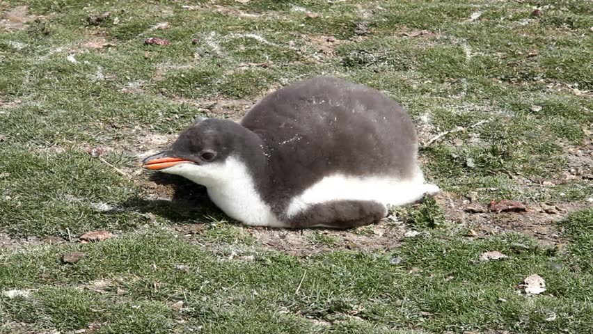 Gentoo penguin baby is sleeping
