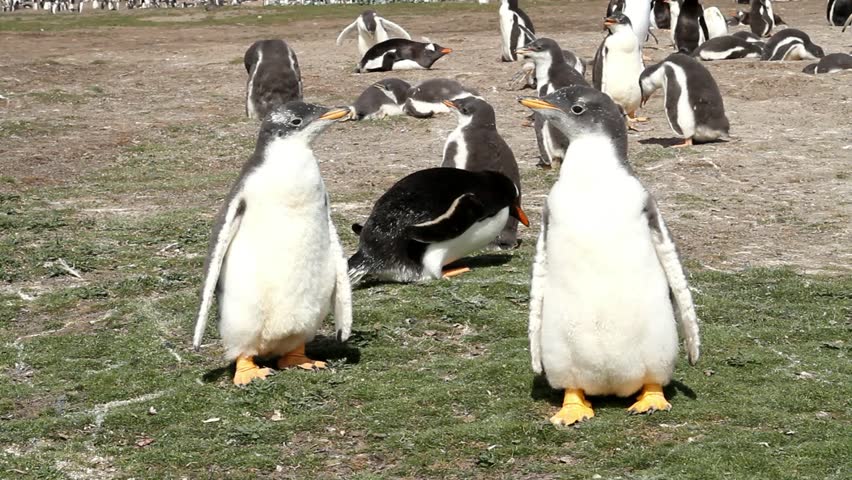 Curios young gentoo penguin