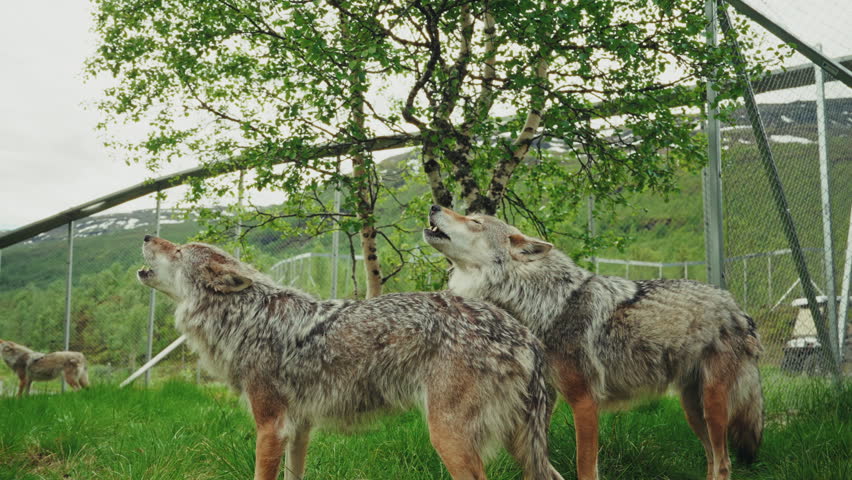 Close up shot of a pack of wolves howling in the natural reserve.