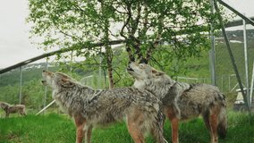Close up shot of a pack of wolves howling in the natural reserve. - Powered by Shutterstock - Get 15% off with code: PIKWIZARD15