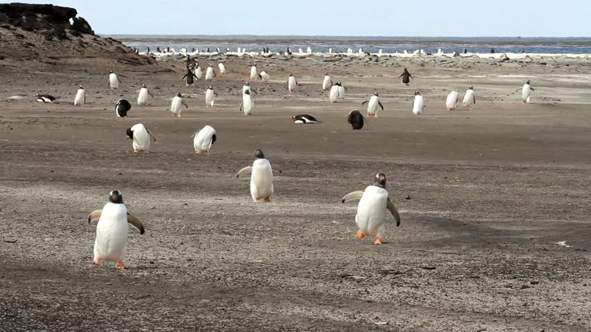 Gentoo penguins coming home from fishing