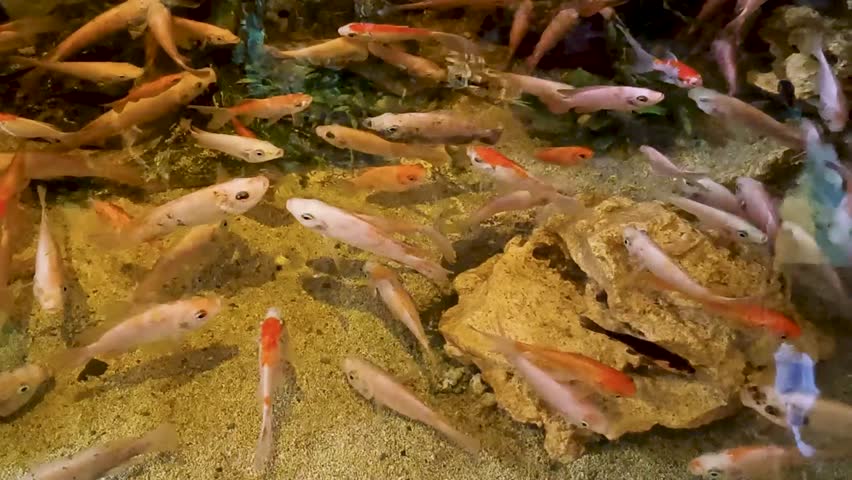 Orange And White Fish In Aquarium Sandbed Underwater Scene Environment Photography Closeup Vibrant Colorful Light And Shadow Detailed Pattern Vibrant