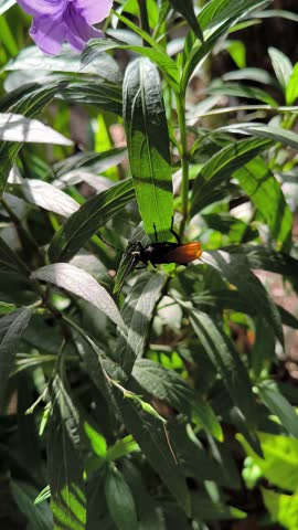 Pepsis or Hemipepsis ustulata is a genus of spider wasps belonging to the family Pompilidae, also called Tarantula Hawks