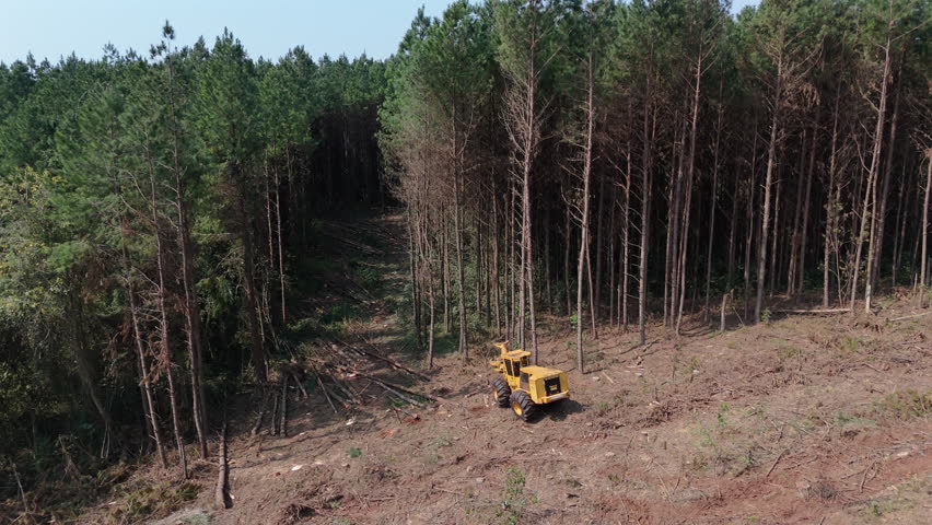 Yellow machine is harvesting cut wood in the forest, deforestation for industry, cutting lumber, above view