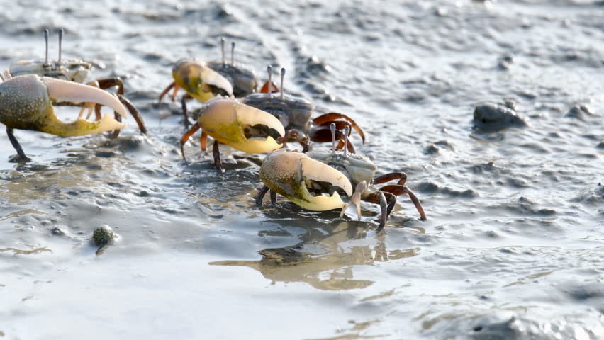Fiddler Crabs walking on sandy beach and eating. Group of Ghost crabs across a muddy wetland area during low tide in Thailand