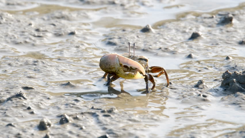 Fiddler Crabs walking on sandy beach and eating. Group of Ghost crabs across a muddy wetland area during low tide in Thailand