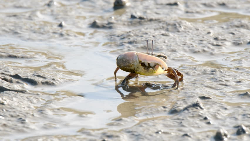 Fiddler Crabs walking on sandy beach and eating. Group of Ghost crabs across a muddy wetland area during low tide in Thailand