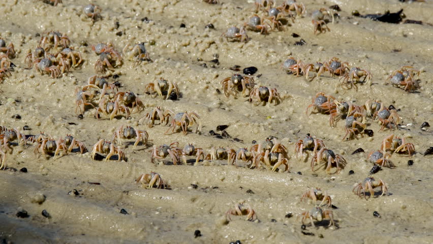 Fiddler Crabs walking on sandy beach and eating. Group of Ghost crabs across a muddy wetland area during low tide in Thailand