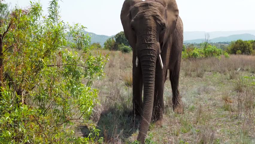 mighty elephant in african savanna. stunning view of big elephant. mighty animals in african safari