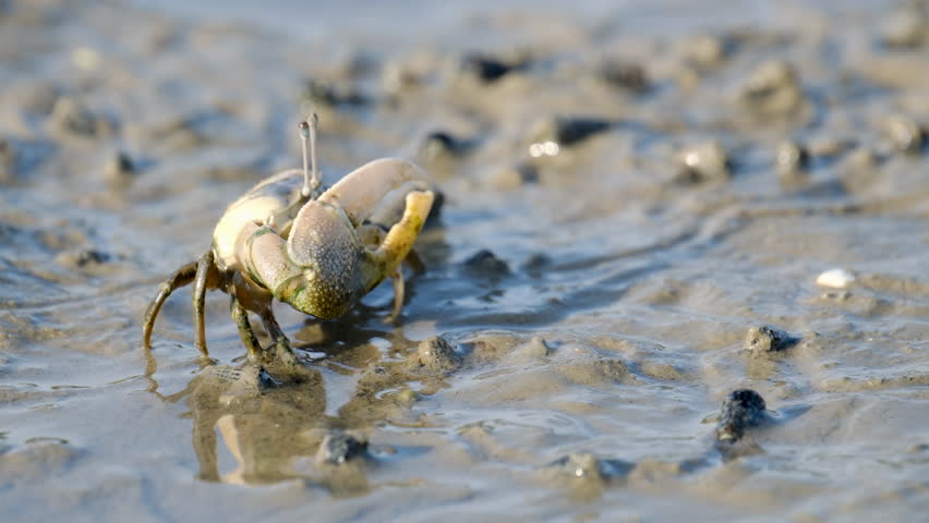 Fiddler Crabs walking on sandy beach and eating. Group of Ghost crabs across a muddy wetland area during low tide in Thailand