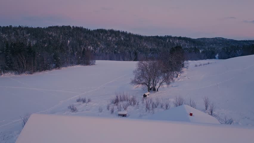 Panorama Of Winterly Landscape With Traveling Moose Reindeers. Aerial Drone Shot