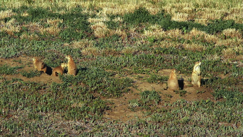 Family of wild prairie dogs keep watch for intruders on their territory. This