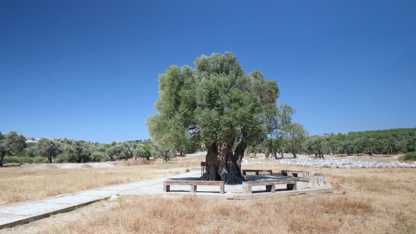 1800 year old olive tree - 1800 year old olive tree in the ancient city of Teos. The tree was nicknamed Umay Nine by the people.
