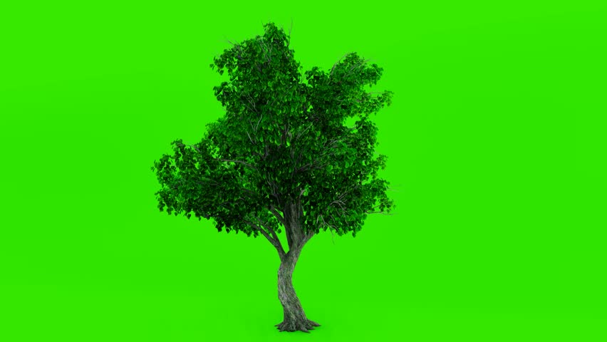 Tree on green screen background. Tree isolated. 4K Video.