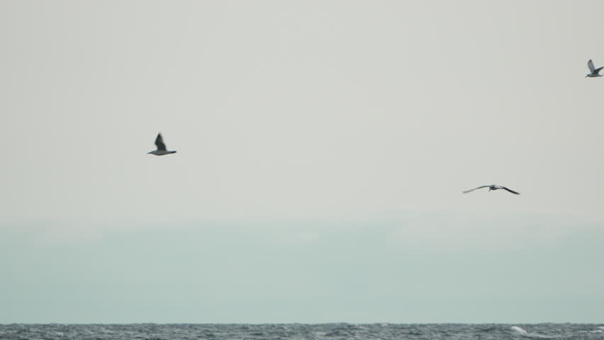 Seagulls, Ocean, Foggy Sky - Three seagulls fly in a foggy sky over a calm ocean. Slow motion