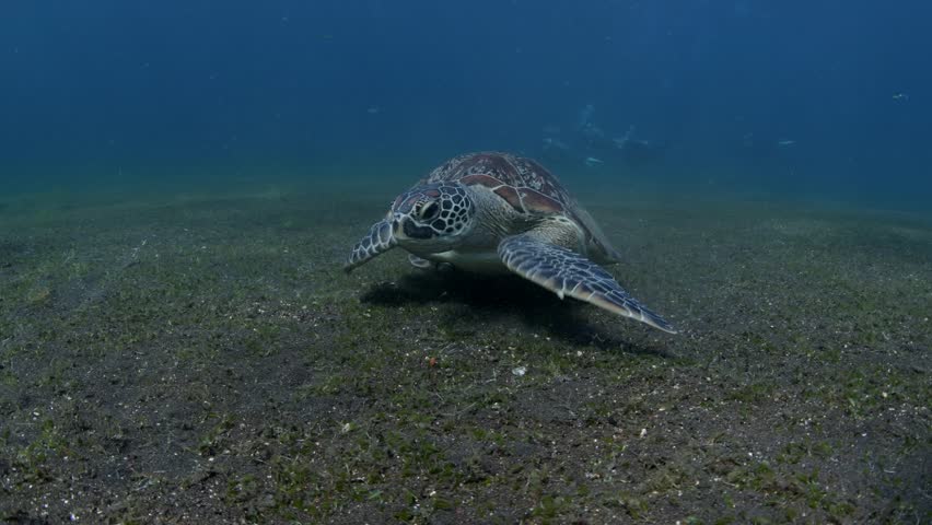 Green Turtle is feeding on the algae. Tulamben, Bali, Indonesia