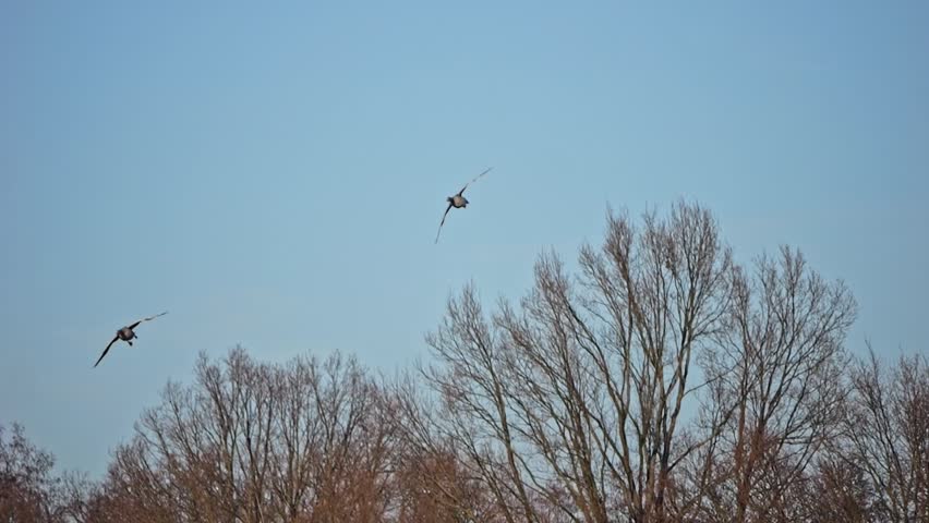 Migrating wild geese and ducks return from wintering abroad, flying in V-shaped formations across icy landscapes. Slow-motion footage enhances their graceful flight.