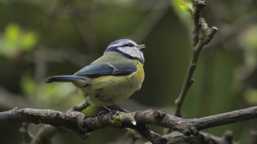 Eurasian Blue Tit Perched On A Tree Branch Daytime Windy Close Up Borehamwood Hertfordshire UK
