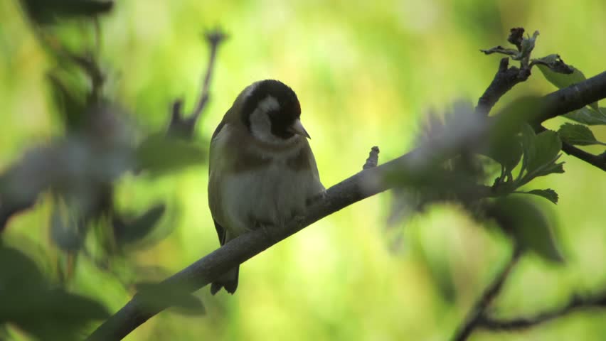 European Goldfinch Grooming Its Feathers Perched On A Branch Daytime Sunny Windy Borehamwood Hertfordshire UK