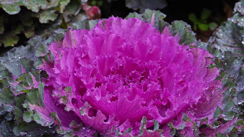 Ornamental cabbage, or flowering kale