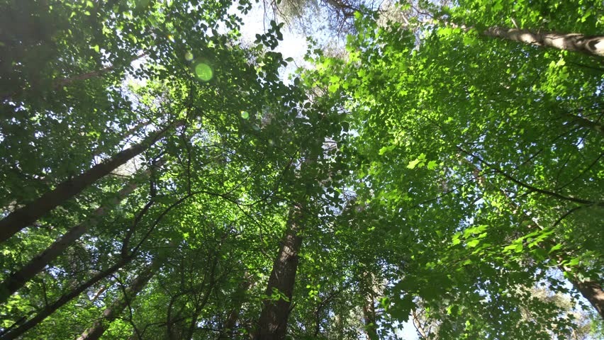 Admiring and Feeling Excitement Under Beautiful Forest Trees While Spinning in 4k slow motion 60fps