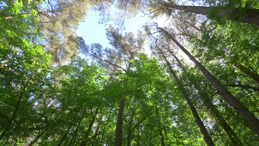 Admiring and Feeling Excitement Under Beautiful Forest Trees While Spinning in 4k slow motion 60fps