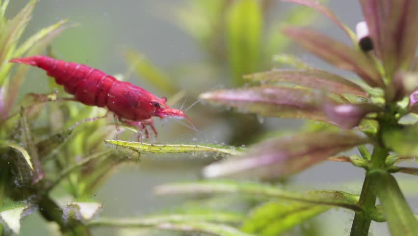 Aquarium cherry shrimp in fish tank doing her routine