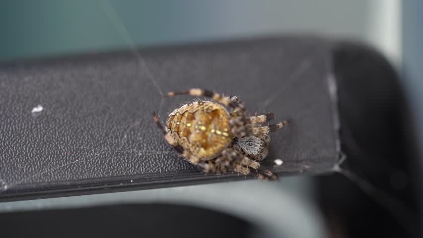 Close-up of Araneus diadematus displaying intricate body patterns and fine hairs