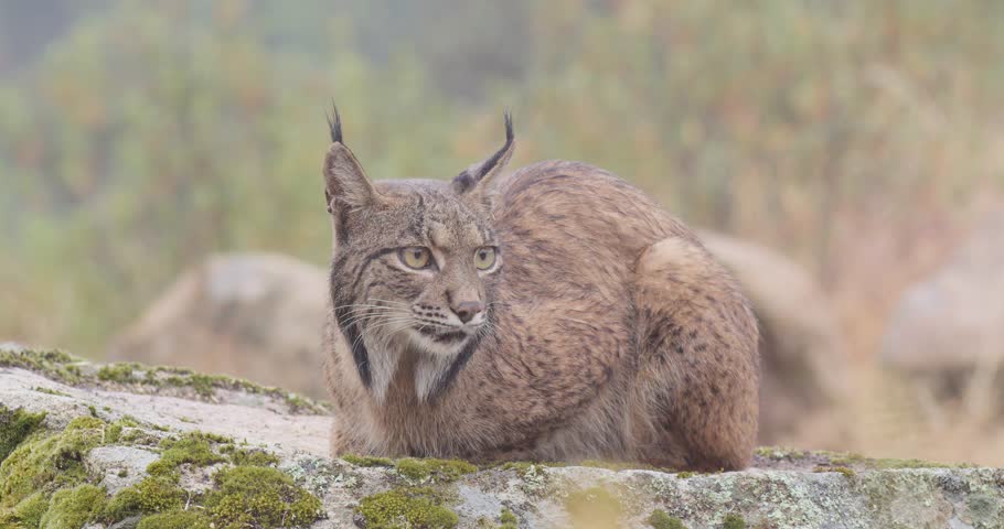 Iberian lynx (Lynx pardinus) in a Mediterranean landscape in the Sierra de Andújar, Andalucía, Spanish.