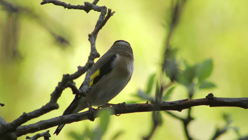 European Goldfinch Perched On A Branch Then Flies Away Daytime Sunny Borehamwood Hertfordshire UK Close Up